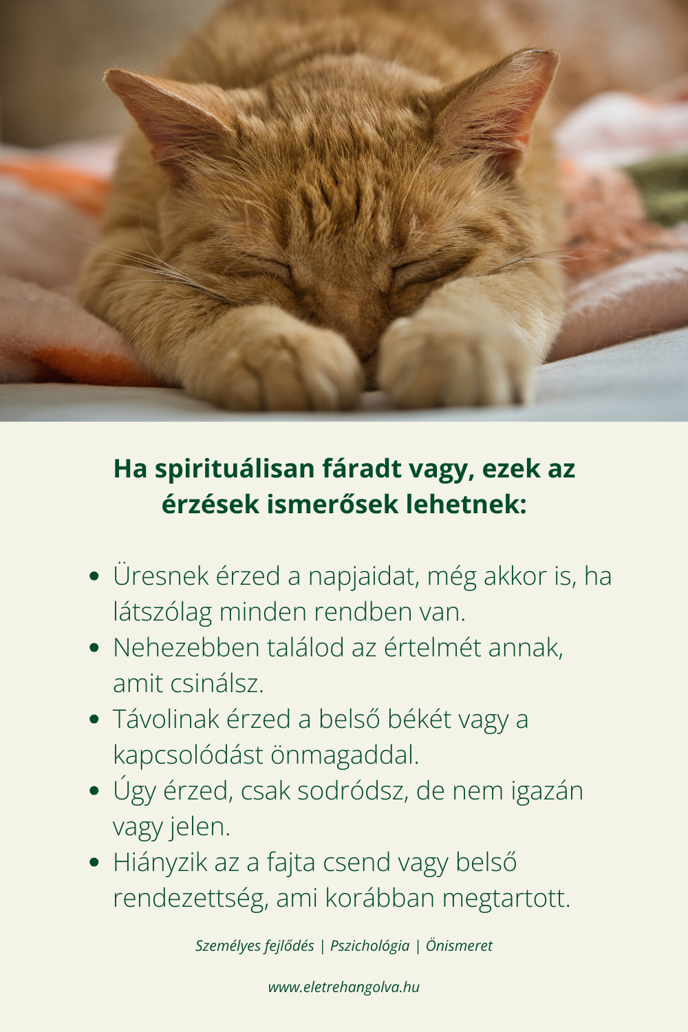 Cica kiterülve pihen.